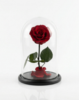 Infinity Rose in Glaskuppel M – Rot